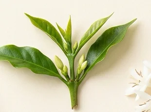 Etapa del ciclo de café