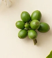 Fruto Verde
