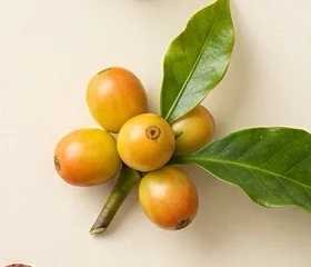 Fruto en Desarrollo