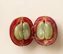Ernte